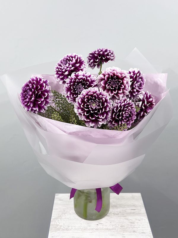 Purple dahlias