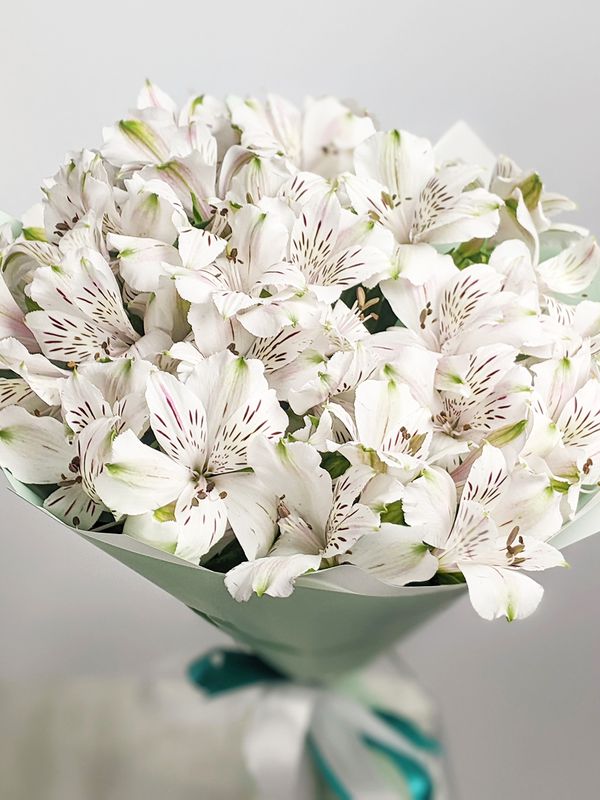 White Alstroemeria