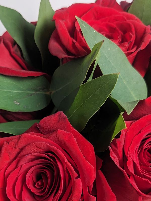 20 red roses in a box