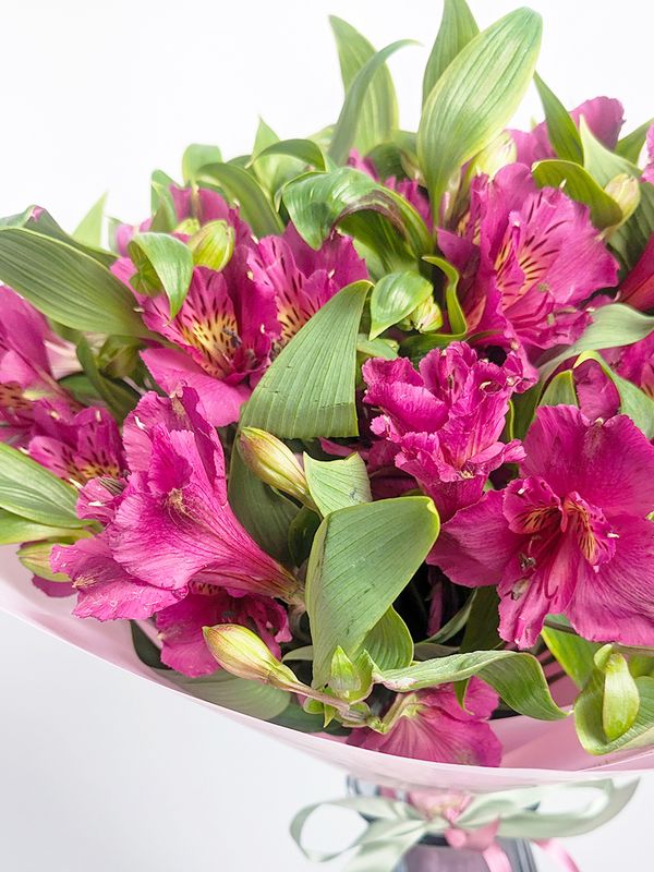 Alstroemeria
