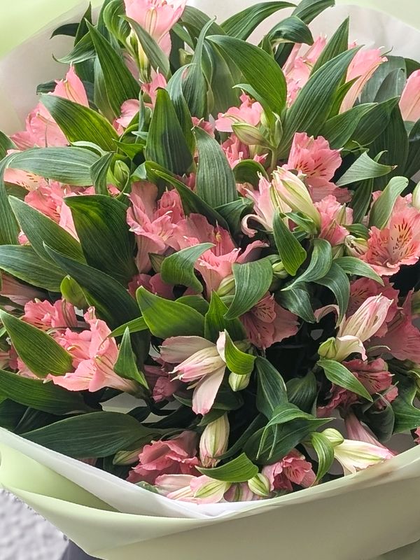 Alstroemeria pink 11