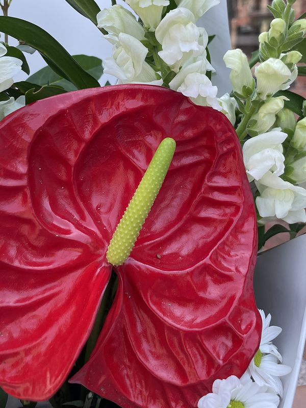 A bouquet of red anthurium