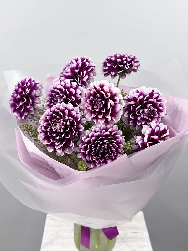 Purple dahlias