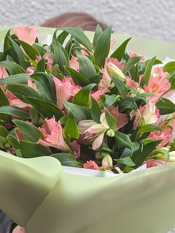 Alstroemeria pink 11