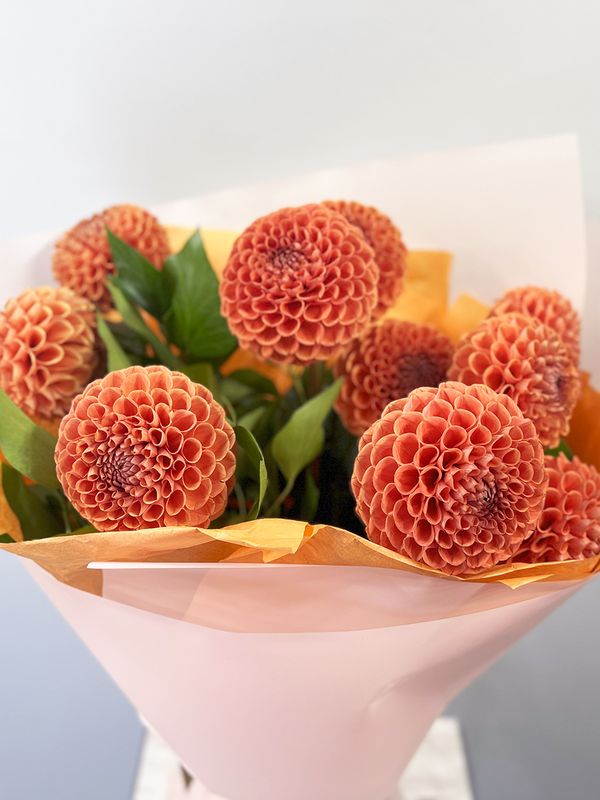 Orange dahlias
