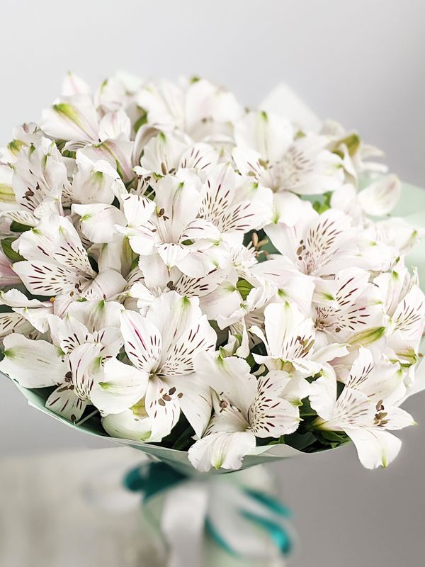 White Alstroemeria