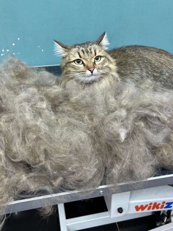 Экспресс линька кота с косметикой