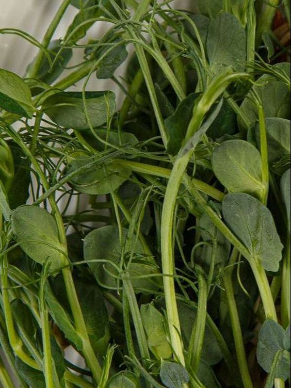 Микрозелень гороха 50 г