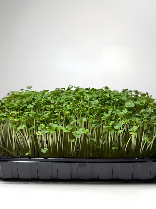 Набор Иммунитет (Брокколи, Базилик, Редис Красный коралл)