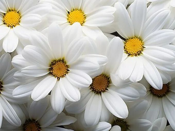 День семьи, любви и верности 🌼