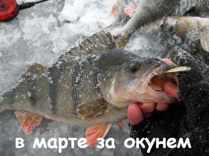 Мартовский окунь: на что ловить? 🎣
