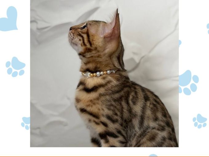 Детский Мастер класс 🐾💕