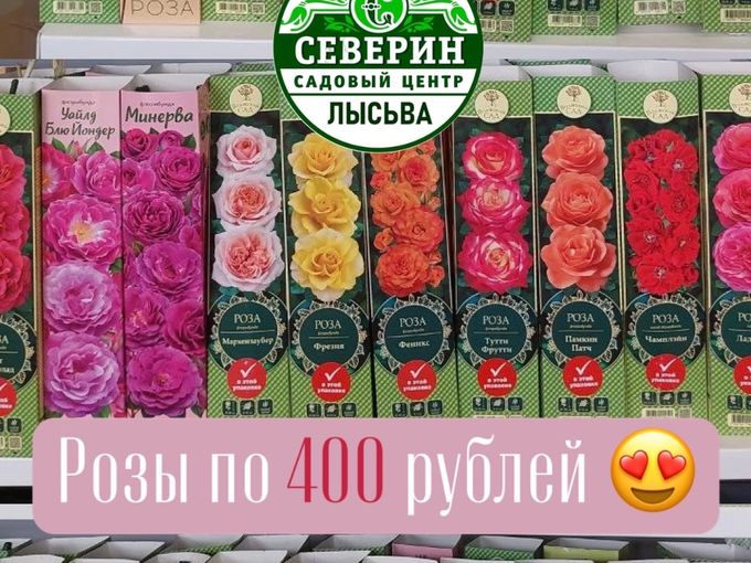 🌹РОЗЫ ПО 400 РУБЛЕЙ!Весна в «Северине»!