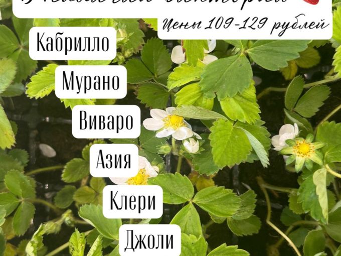 🍓Приехала рассада «Виктории»🍓