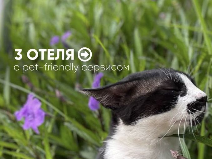 Извините, с питомцами нельзя