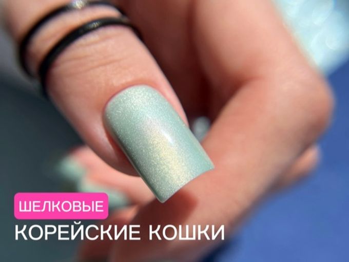 Шелковые корейские кошки🐈‍⬛