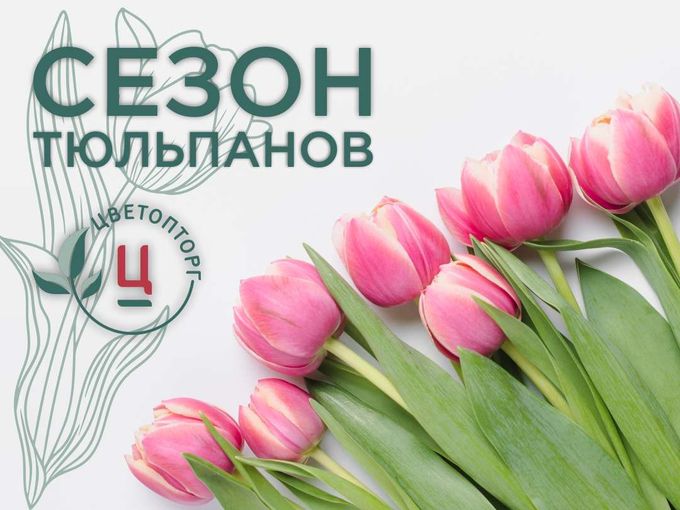 🌷 СВЕЖИЕ ТЮЛЬПАНЫ 🌷