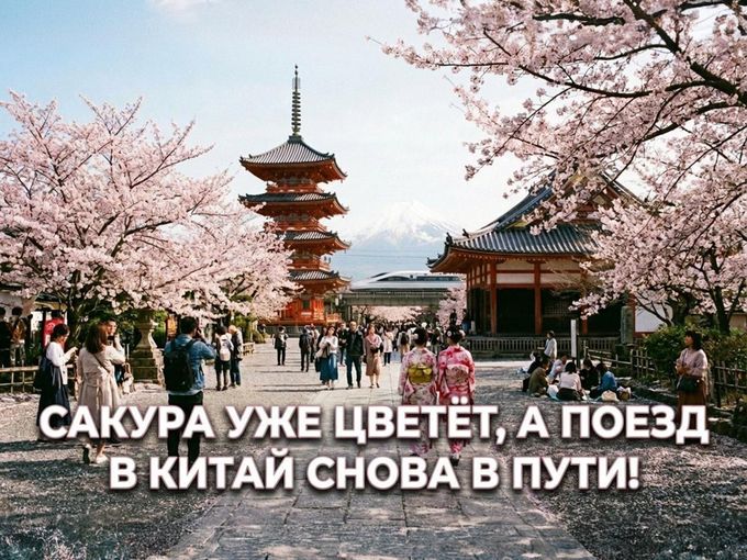 🌸 Сакура уже цветёт