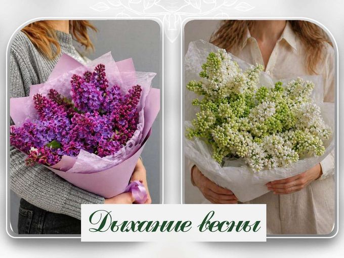 Сирень — дыхание весны 💜