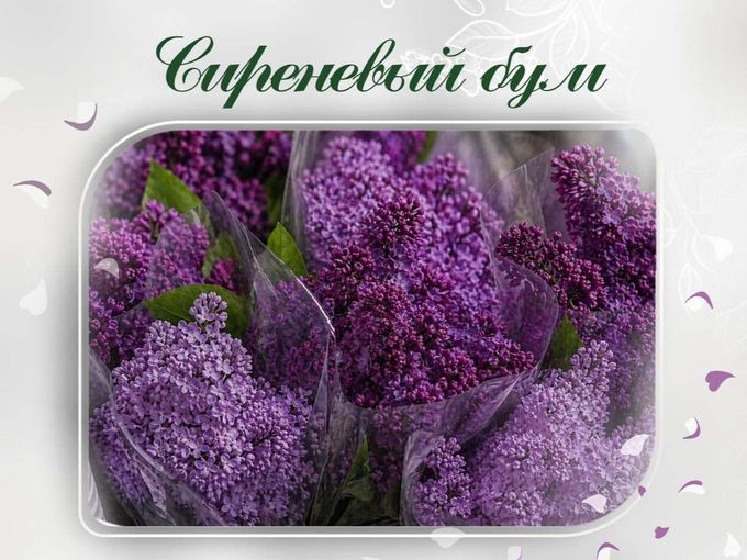 Сиреневый бум в салоне 💜