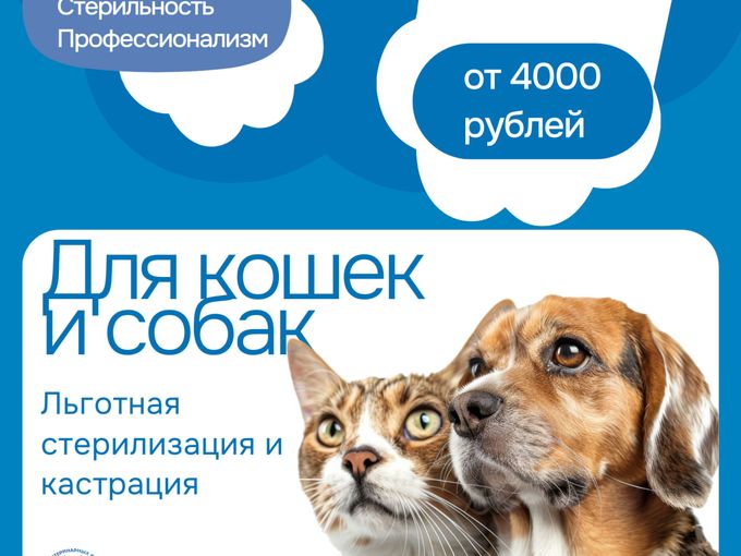 Льготная стерилизация кошек и собак