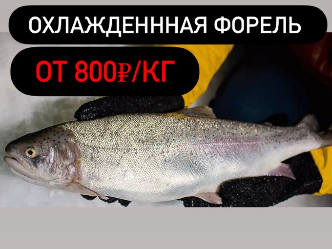ОХЛАЖДЕННАЯ ФОРЕЛЬ от 800₽/кг