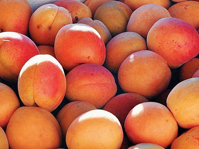 HOORAY  APRICOT ARRIVED
