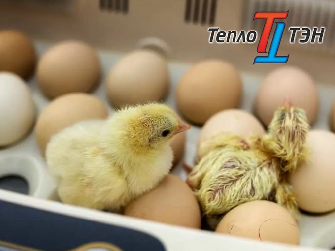 🎁 АВТОМАТИЧЕСКИЙ ИНКУБАТОР 🎁