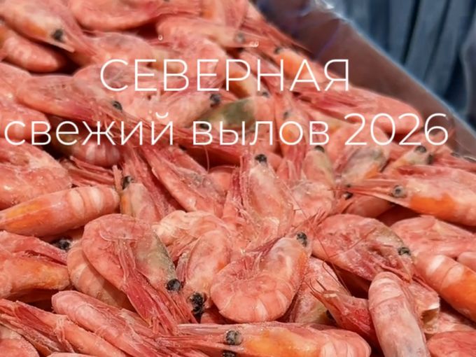 🦐 СВЕЖАК СЕВЕРНАЯ вылов 2026 🔥