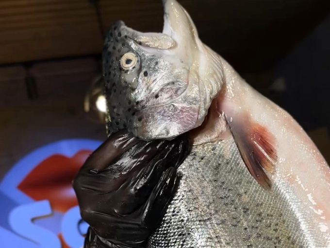 ПРЕДЗАКАЗ ОХЛАЖДЕННОЙ ФОРЕЛИ🐟