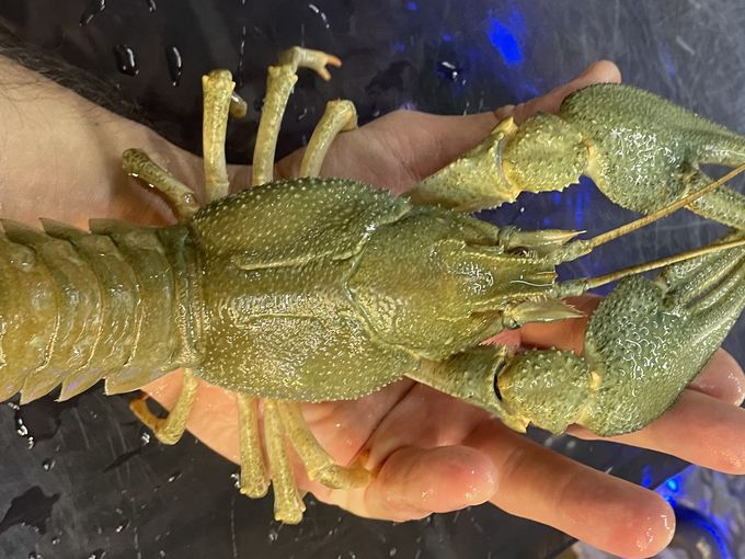 🦞Привоз РАКОВ-ГИГАНТОВ!!!