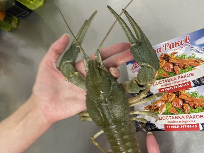 🦞СВЕЖИЙ ПРИВОЗ ВОЛЖСКИХ РАКОВ!