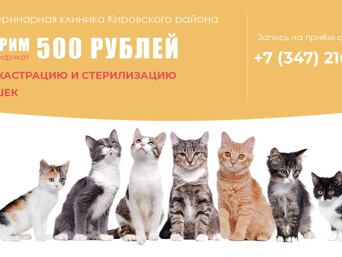 Дарим 500 рублей на стерилизацию кошек