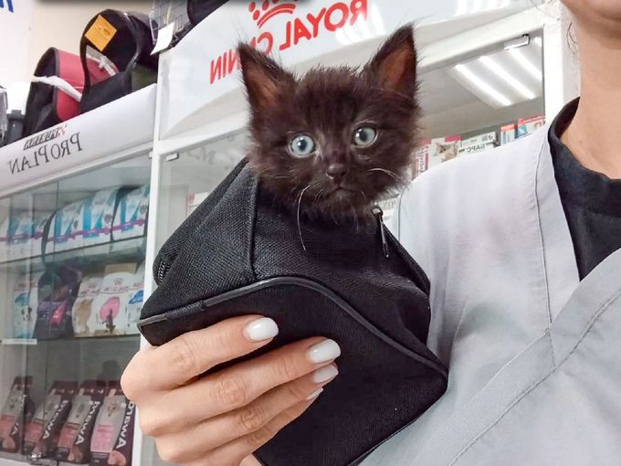 🐱 КОНКУРС: Самая смешная подпись к фото