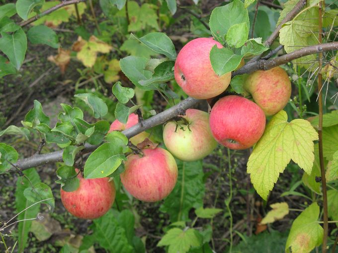 🍎ЯБЛОНИ  зимостойкие сорта