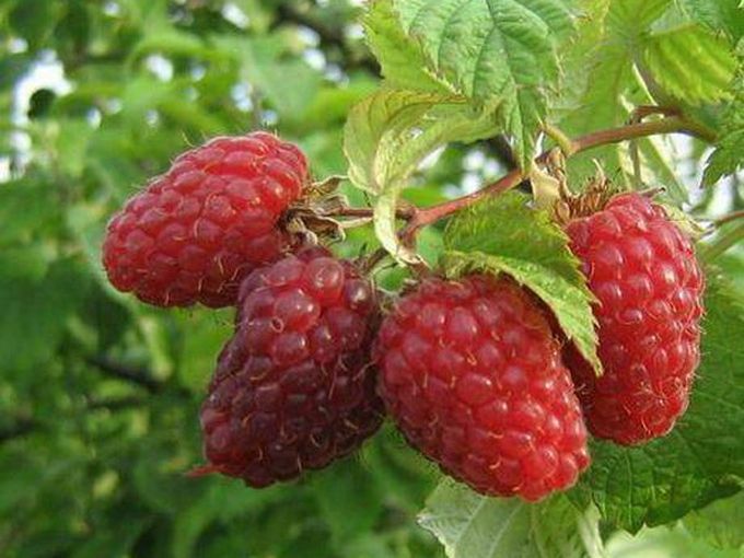 🔴🌿МАЛИНА  на сезон ОСЕНЬ