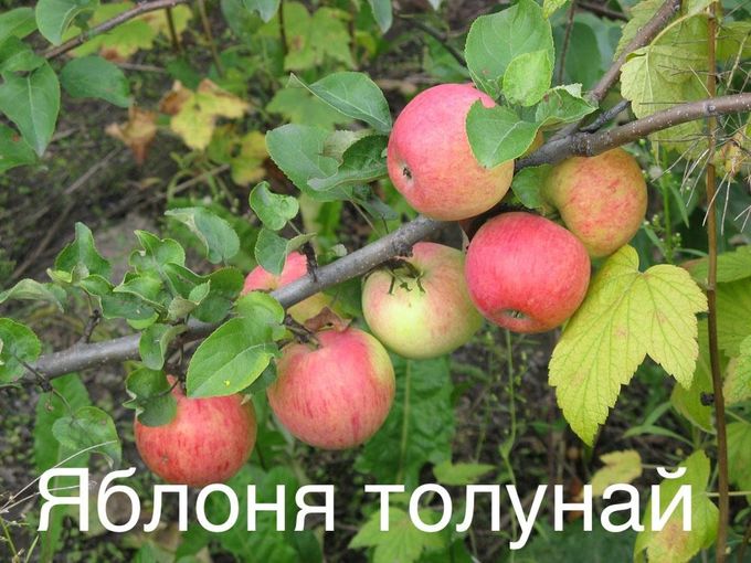 🌿🚀СКОРОПЛОДНОСТЬ в ВАШУ ПОЛЬЗУ🍏🍎