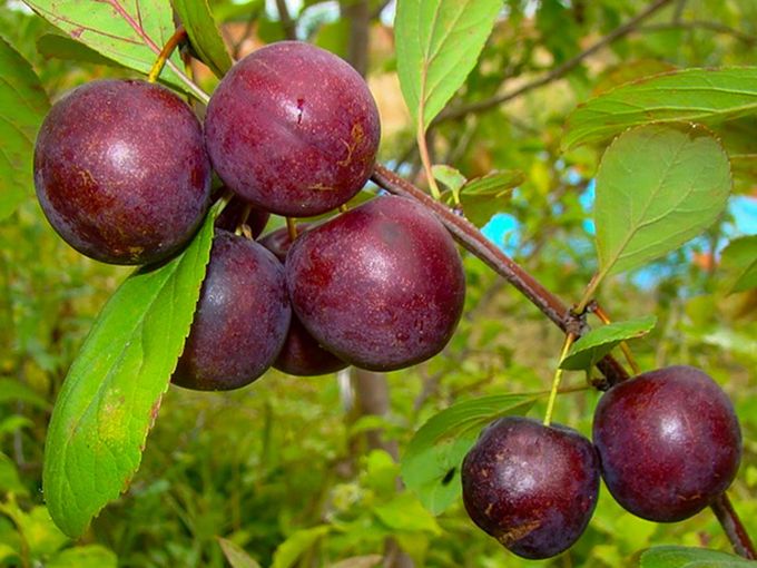 🌿🍒 Сливово-вишневые гибриды