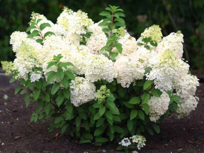 🌺 Маленькие шедевры в вашем саду 🌺