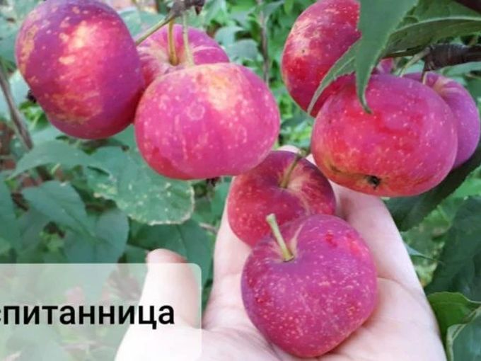 🍁🍎заказать на ОСЕНЬ