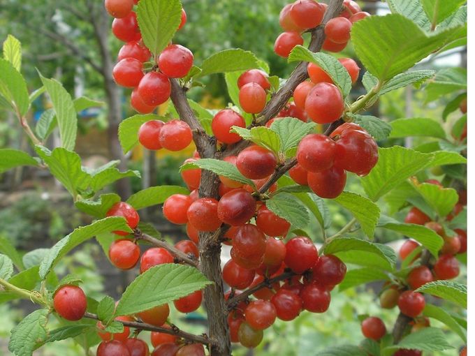 🍒 ВИШНЁВЫЙ САД  в Сибири 🍒