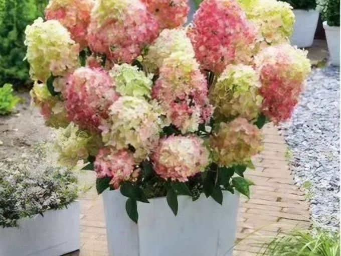 🌺 Маленькие шедевры в вашем саду 🌺