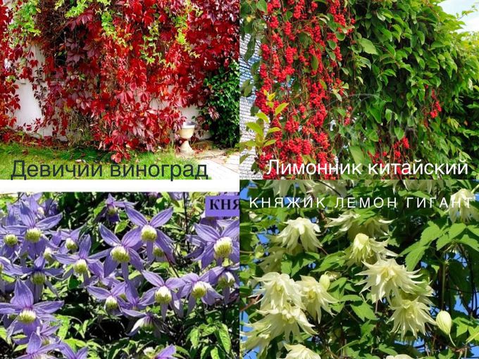 🌱🌺 ЛИАНЫ для ВАШЕГО САДА