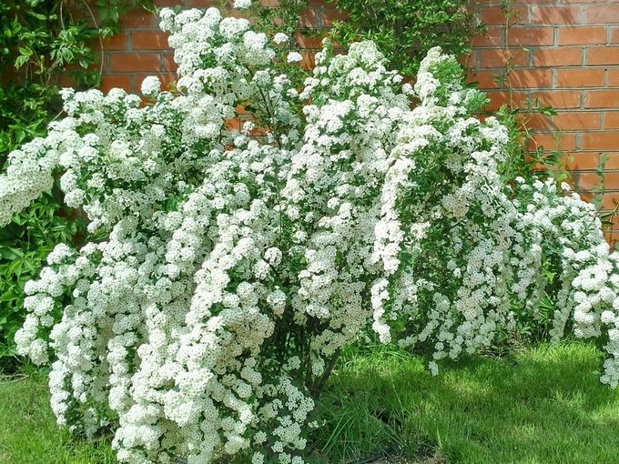 🌿🌸СПИРЕЯ декоративно и КРАСИВО💮🌿