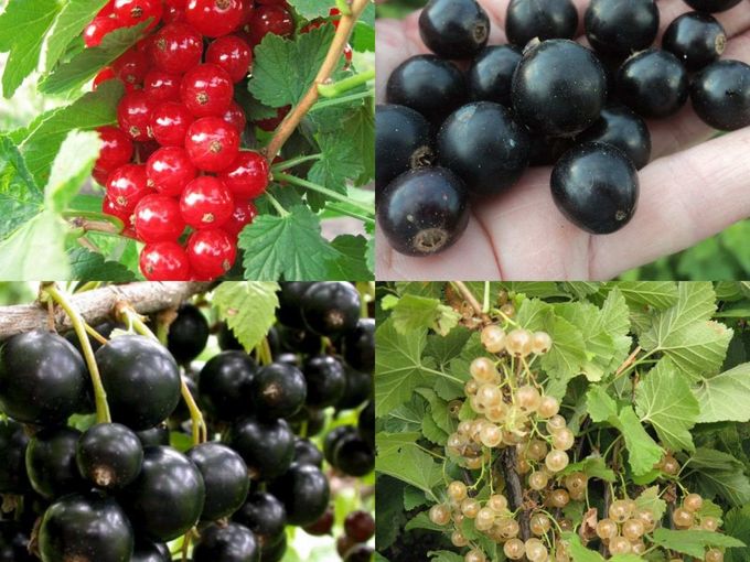 🌿🔴 КРАСНАЯ +⚫ ЧЁРНАЯ + ⚪ БЕЛАЯ