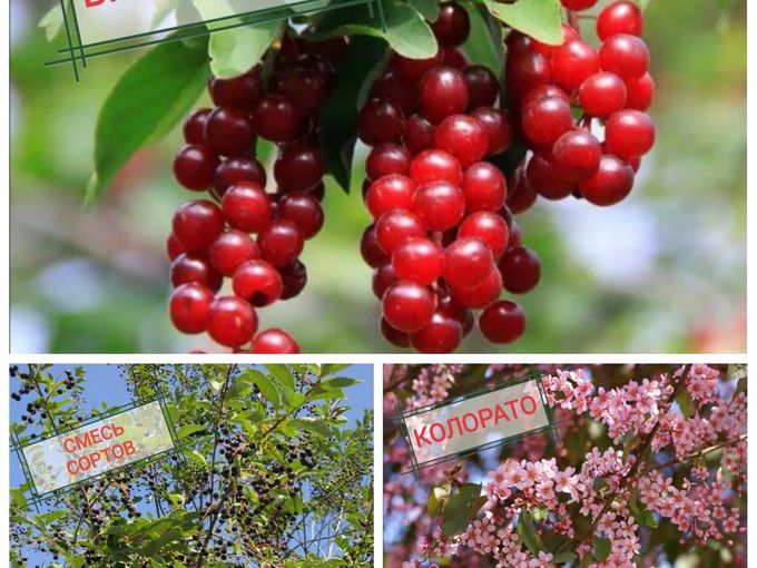 🌿ЧЕРЁМУХА  декоративная + съедобная