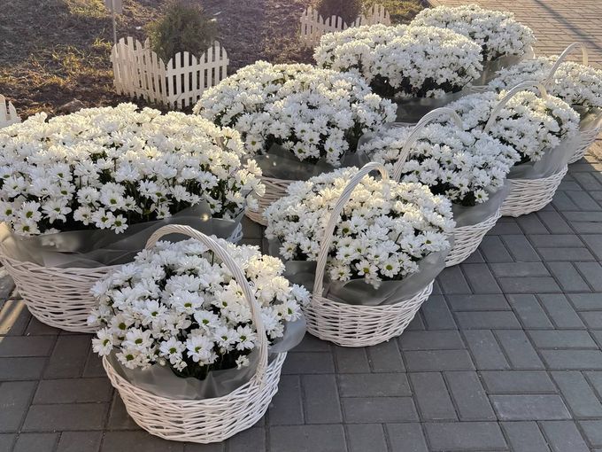 🌼 Свежие хризантемы от 160 ₽