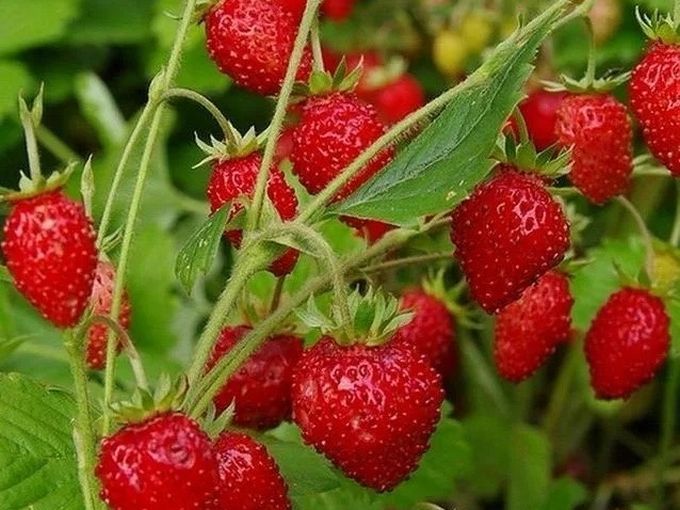 Осень — лучшее время для земляники🍓