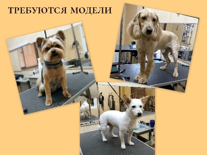стрижка✂️ выгодно👍