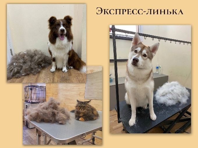 Нужна помощь в период линьки?